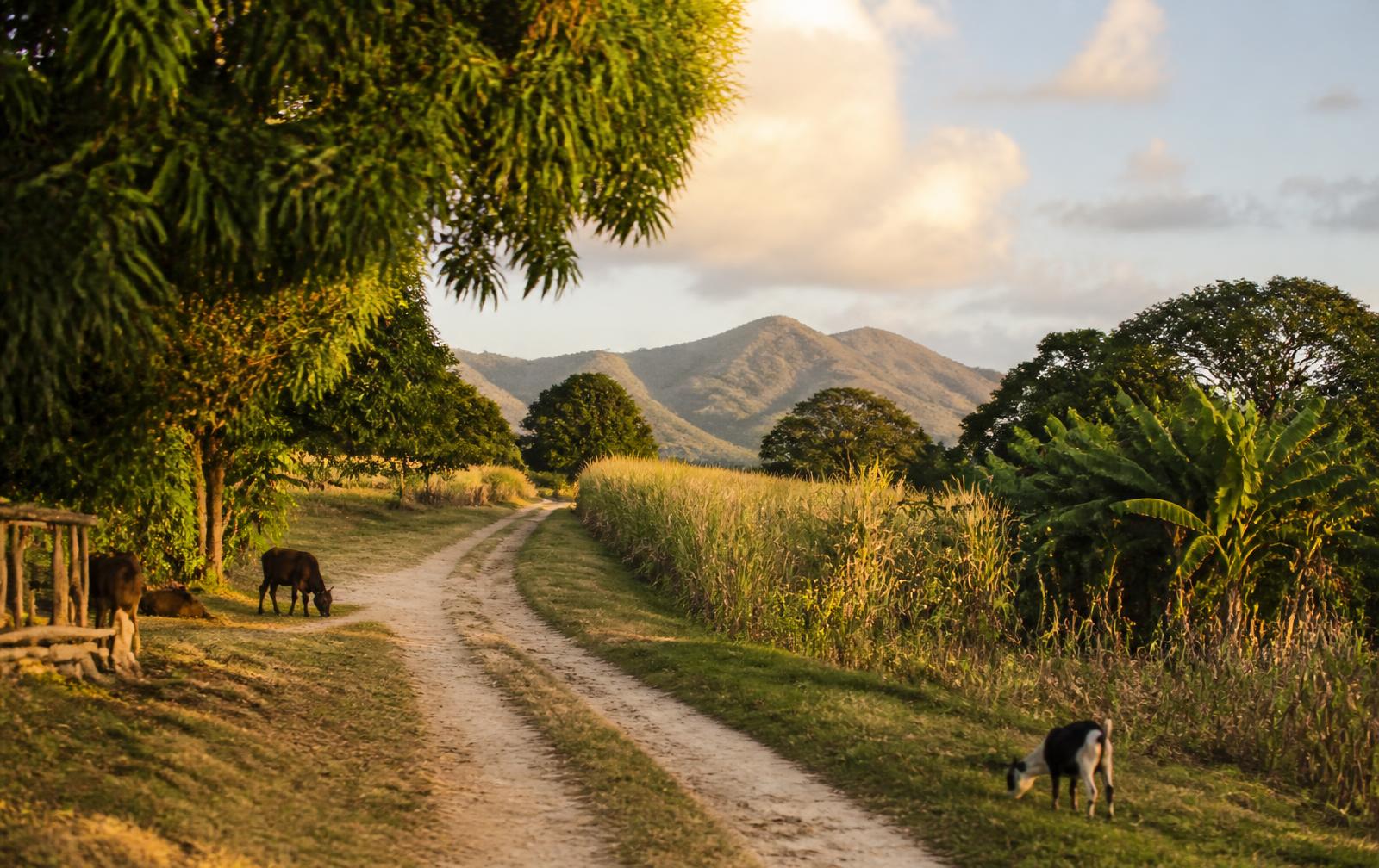 Chemin de campagne en Grande-Terre bordé de champs de canne et d'arbres fruitiers, avec des animaux au pâturage